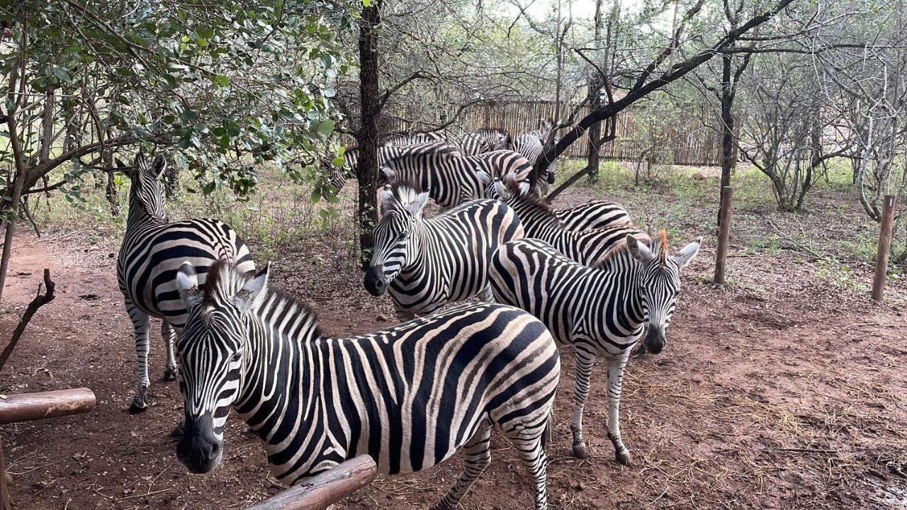 Nyala Luxury Safari Tents * Marloth Park