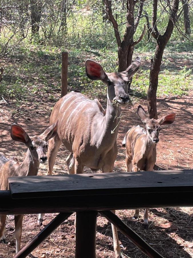Nyala Luxury Safari Tents Luxe tent
